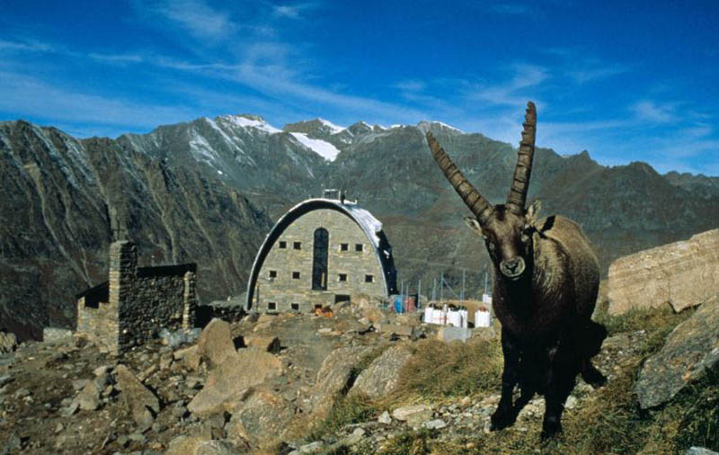 GRAN PARADISO STAMBECCO