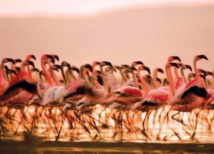 Kenya, turismo al top: le sei occasioni da non perdere. FOTO