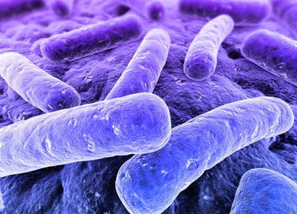 Pericolo Legionella: cos'è, come si trasmette e chi rischia di ammalarsi