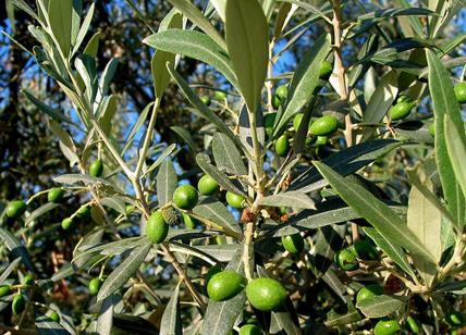 OASI, L'ulivo il nostro albero della vita Puglia tenace: in FdL il Salone dell'Olivo