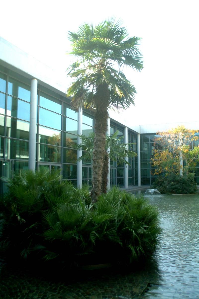rimini (3)