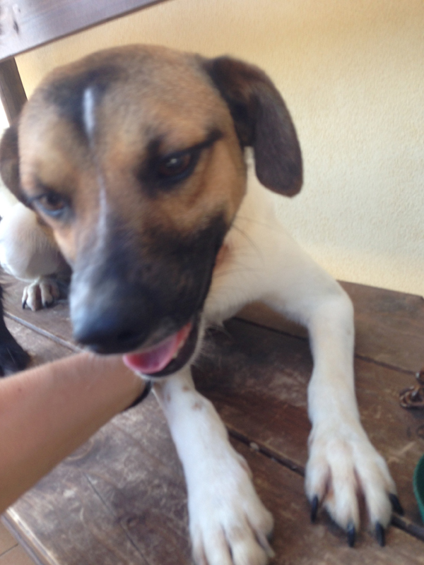 willy e tigro (1) willy e tigro (1)