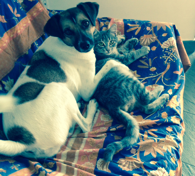 willy e tigro (4) willy e tigro (4)