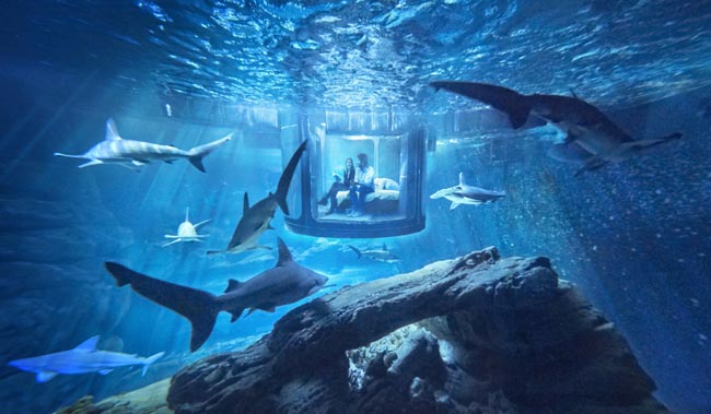 02 InsideAquarium NoFred