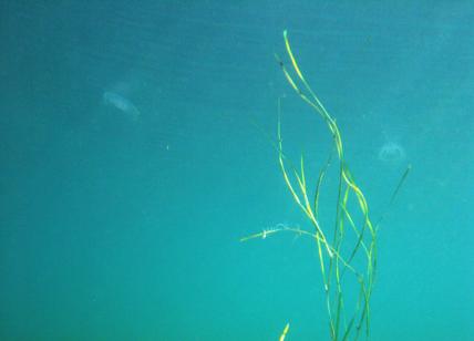 Sequenziata pianta marina modello per i cambiamenti climatici