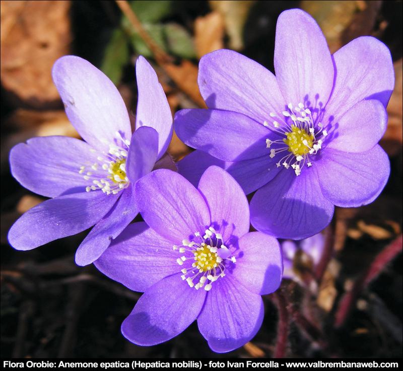 L'anemone, fiore di brevissima durata e di altrettanta fragilita' significa malattia e abbandono, ma anche speranza e attesa, espresse dalla singolare bellezza del fiore - Foto vallebrembanaweb.com L'anemone, fiore di brevissima durata e di altrettanta fragilita' significa malattia e abbandono, ma anche speranza e attesa, espresse dalla singolare bellezza del fiore - Foto vallebrembanaweb.com