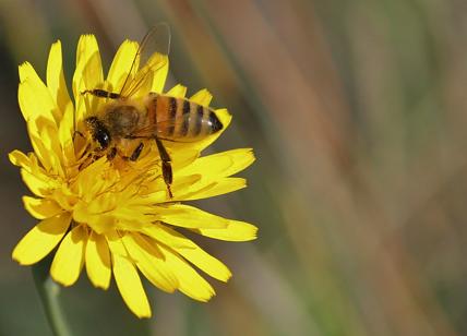 L'ape sui mandorli in fiore 'Una risorsa da tutelare'