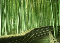 Bamboo foresta