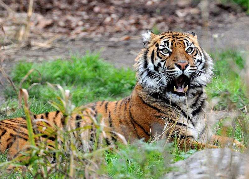 biparco tigre di sumatra 04
