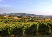 Cantine  Lungarotti Torgiano vigneti