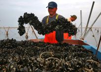 cozze2 cozze2