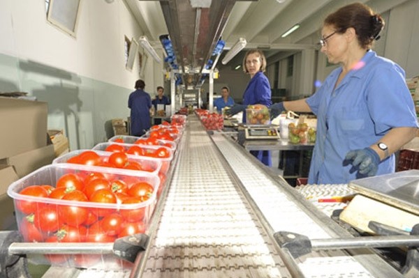 Impianto di lavorazione dell'ortofrutta