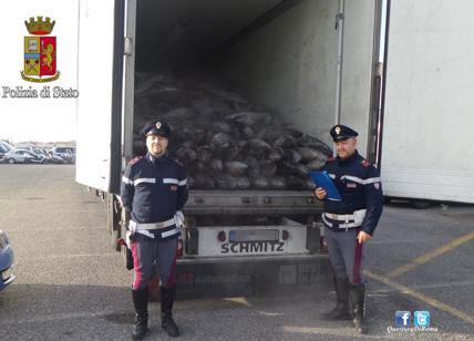 Sequestrate 2 tonnellate di tonno congelato. Liberati 1600 colombi "prigionieri"