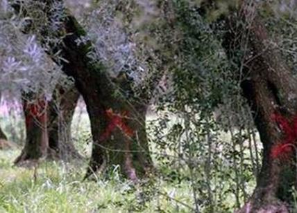 Xylella, la maggioranza non approva Bocciato il Pdl Blasi anti speculazione