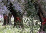 ulivisegnati ulivisegnati