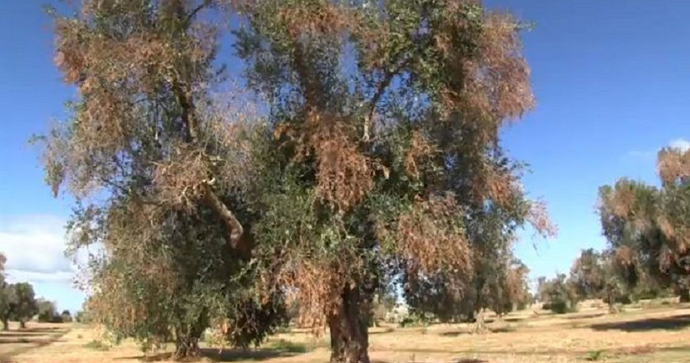 ulivo affetto da Xylella fastidiosa