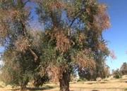 ulivo affetto da Xylella fastidiosa