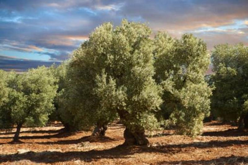 Gli ulivi, assieme al Salento, candidati ad entrare nel patrimonio dell'umanità Gli ulivi, assieme al Salento, candidati ad entrare nel patrimonio dell'umanità