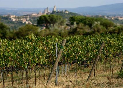 la vernaccia di San Gimignano compie 50 anni