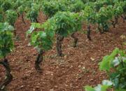 vitigni primitivo manduria vitigni primitivo manduria