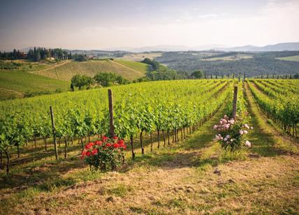 Tour delle vigne e degustazioni anche in agosto a Castelfalfi