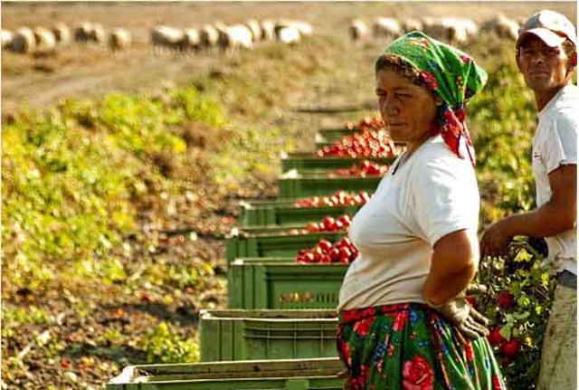 #Agricolturamodomio16 - Foto di fernandodichio #Agricolturamodomio16 - Foto di fernandodichio