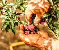 Agricolturamodomio16 agrofarma instagram (19) Agricolturamodomio16 agrofarma instagram (19)