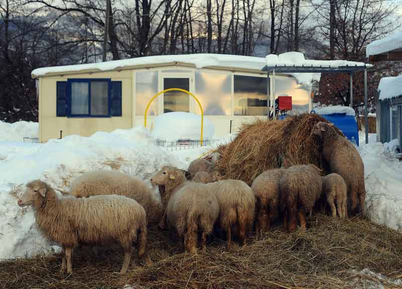 amatrice stalle neve 01