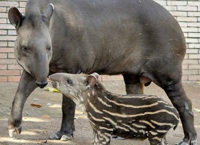 bioparco tapiro 02