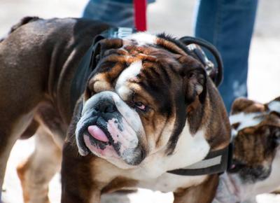 bulldog1