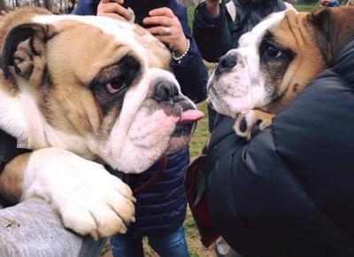 bulldog1