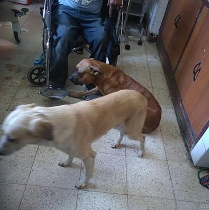 cani ambulanza cani ambulanza