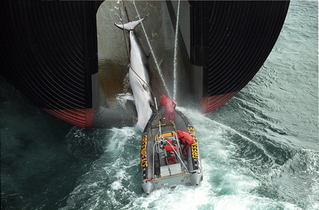 Greenpeace 45 anni (1)
