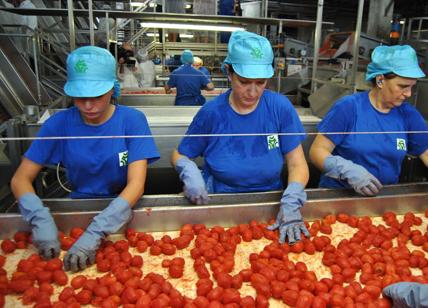 Pomodoro da industria del Nord Italia Cresce la produzione bio: + 42%