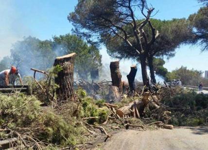 Via Pontina, inceneriti 80 pini monumentali: è un disastro ambientale