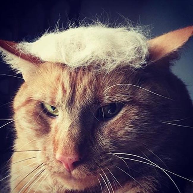 trump your cat (1)