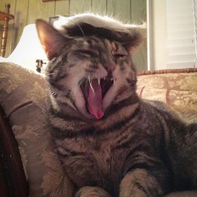 trump your cat (2)