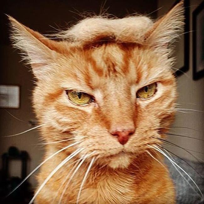 trump your cat (3)
