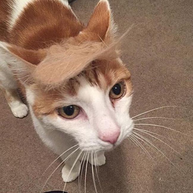 trump your cat (4)