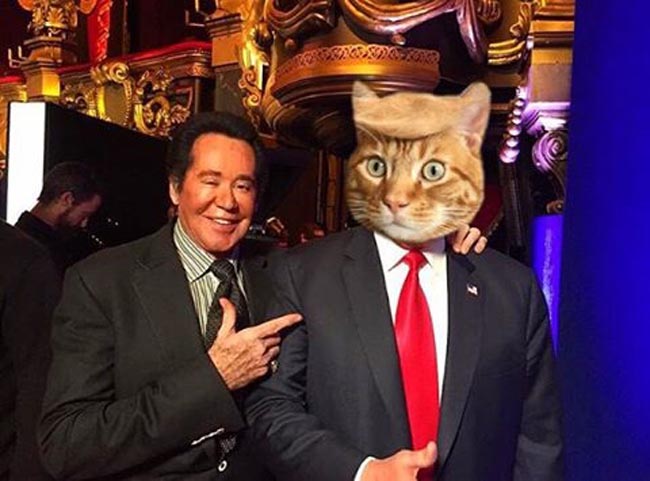 trump your cat (5)