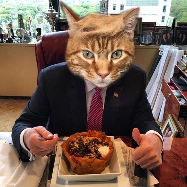 trump your cat (7)