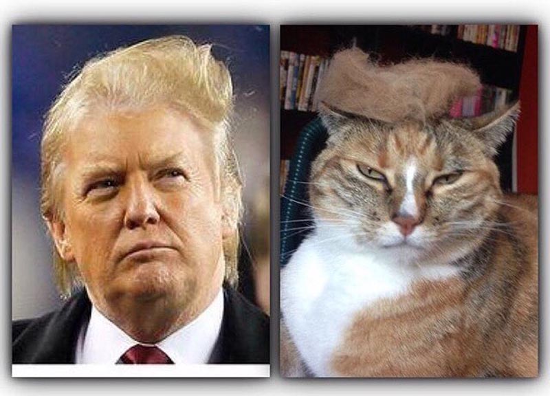 Trump your Cat (da Instagram) Trump your Cat (da Instagram)