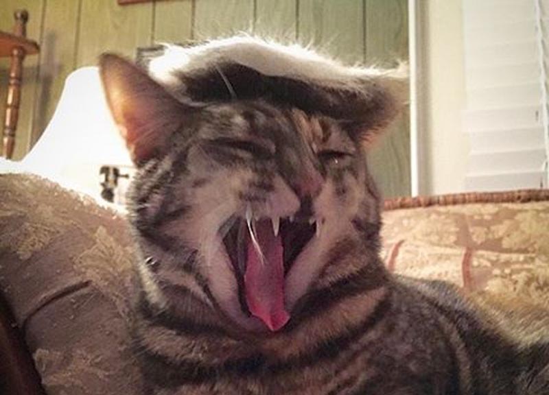 trump your cat ape