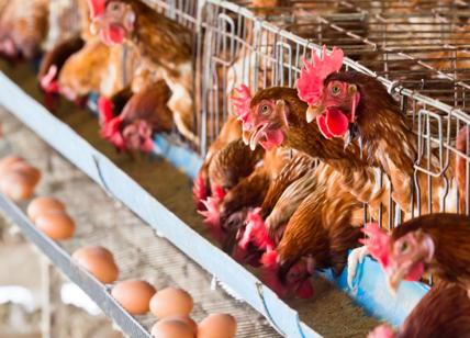 Barilla, svolta: soltanto uova cage-free da galline allevate a terra