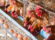 uova galline allevamento iStock 000045208374 Small