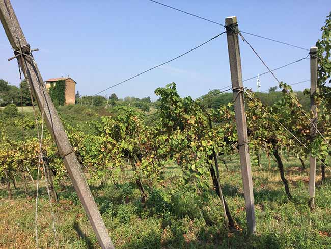 vendemmia turismo vino (1)