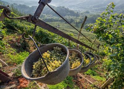 vendemmia prosecco
