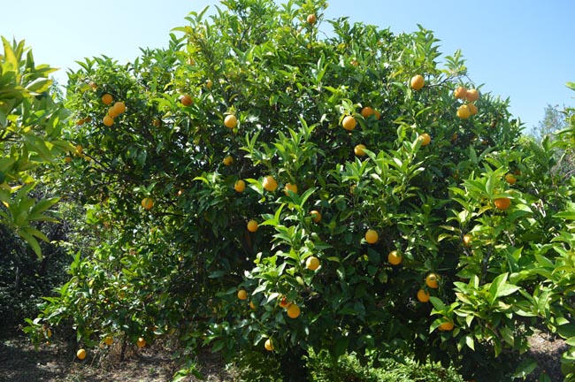 viggio trebisacce (4)