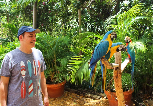 Igor Righetti davanti ad alcuni pappagalli Ara in libertà nel Jungle Island di Miami. Foto Grigore Scutari Igor Righetti davanti ad alcuni pappagalli Ara in libertà nel Jungle Island di Miami. Foto Grigore Scutari
