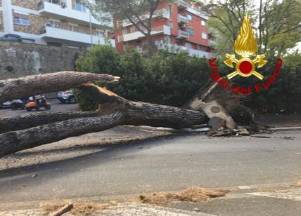 Pino marittimo crollato sulla Cassia, avviato il monitoraggio di 82mila alberi